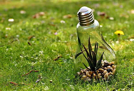 clear bulb with plant inside thumbnail