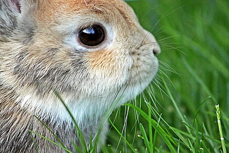 brown and white rabbit thumbnail