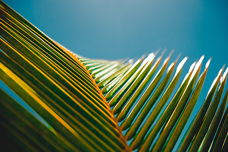 green palm tree leaf thumbnail