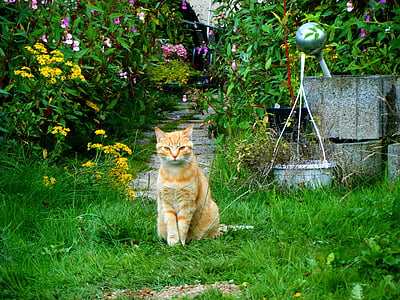 orange tabby cat on green grass thumbnail
