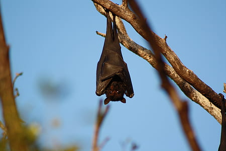 bat on brown twig at daytime thumbnail