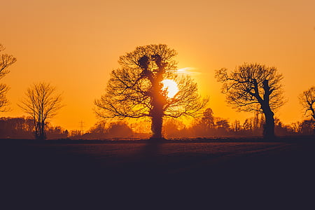 silhouette of bare trees during golden hour thumbnail