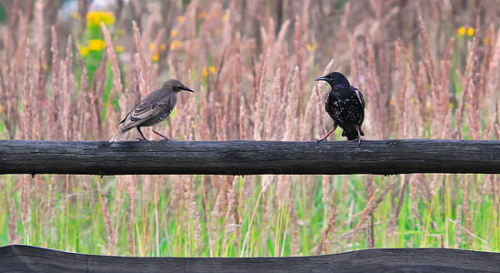 two black and gray birds perching on gray wooden fence thumbnail