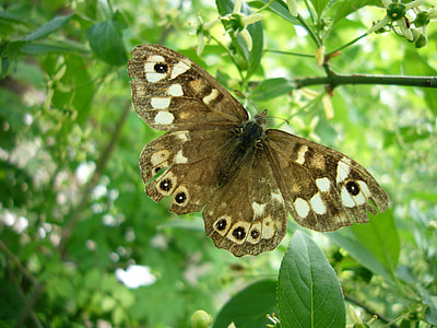 Forest Board Game, Butterfly thumbnail