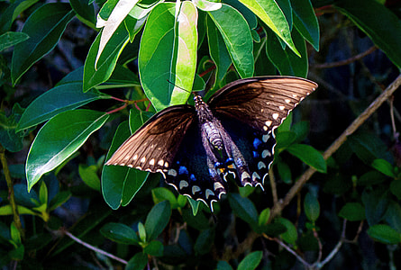 Butterfly, Papilio Machaon thumbnail