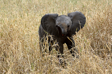 black elephant on brown grass during daytime thumbnail