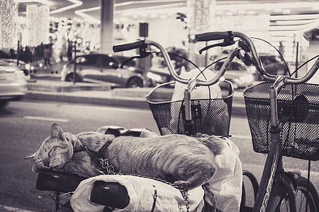 greyscale photography of tabby cat lying on bicycle seat thumbnail