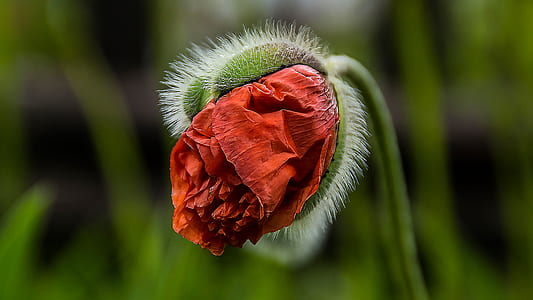selective focus photography of red poppy flower bud thumbnail