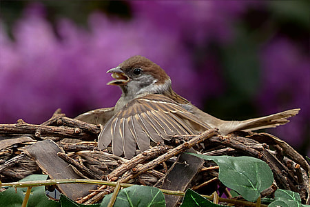shallow focus photography of bird thumbnail