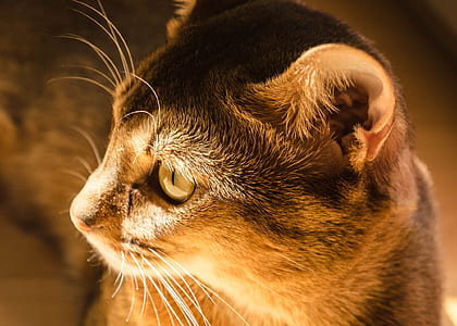 closeup photo of brown cat thumbnail