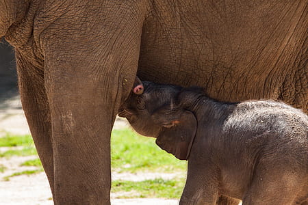 baby elephant drinking milk on her mother during daytime thumbnail