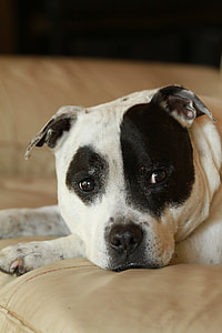 Staffy, Staffordshire Bull Terrier thumbnail