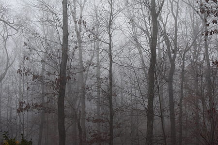 grayscale photo of trees in forest thumbnail