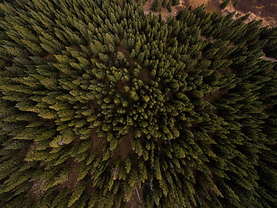top view of pine trees thumbnail