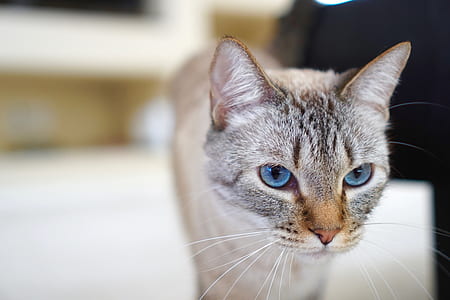 white and black tabby cat close-up photography thumbnail