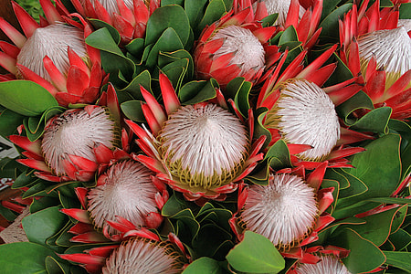white, green, and red flowers thumbnail