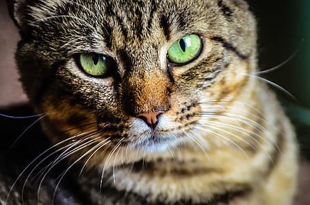 close-up photo of brown and gray cat thumbnail