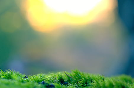 selective focus photo of green grass thumbnail