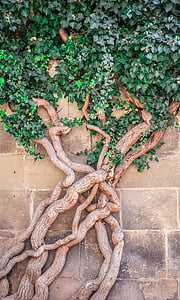 green leaf tree on wall thumbnail