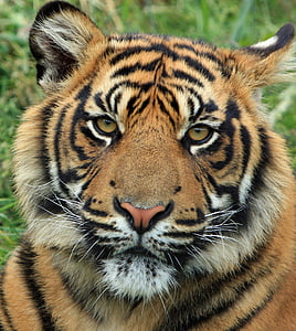 tiger on grass thumbnail