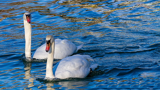 two white swan on body of water thumbnail