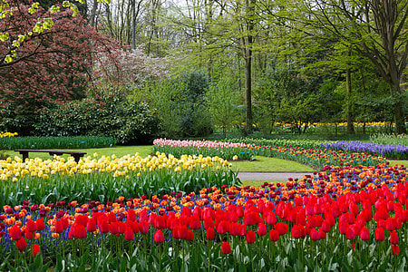 assorted-color tulip field near trees at daytime thumbnail