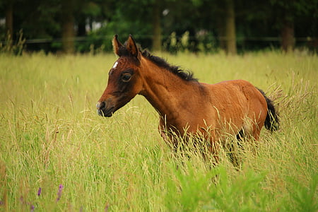 brown horse on grass field thumbnail