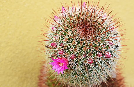 green cactus with pink flowers thumbnail