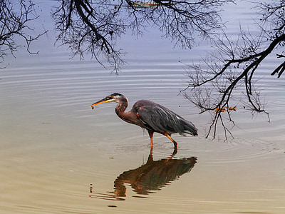 black and maroon bird on body of water thumbnail