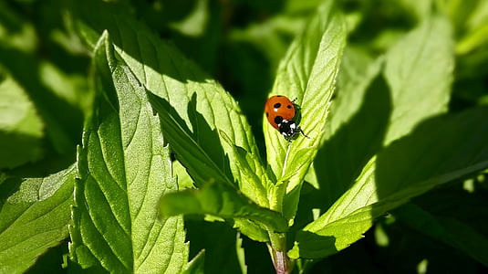 red ladybug perched on green leaf plant thumbnail