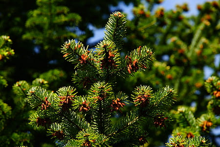 closeup photo of green pine tree thumbnail