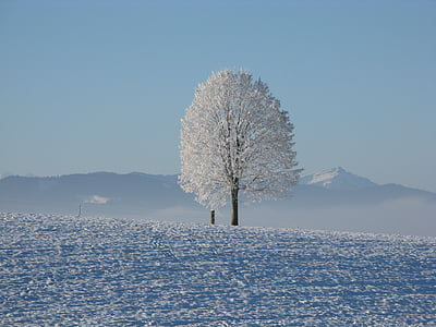 snow covered tree thumbnail