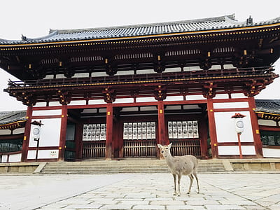 reindeer infront of red and white temple thumbnail