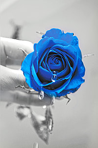 blue rose selective-color photography thumbnail