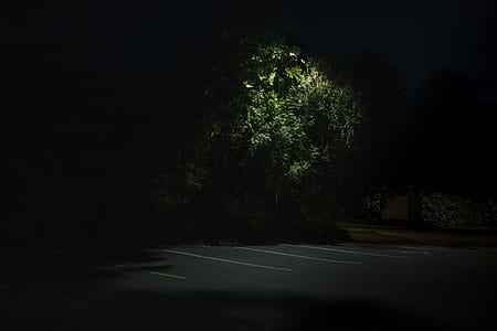 green leaf tree near road during nighttime thumbnail