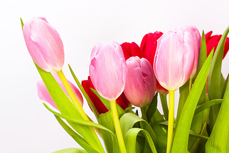 pink tulip flowers thumbnail