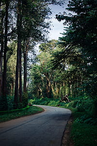 Road Surrounded by Green-leafed Trees thumbnail