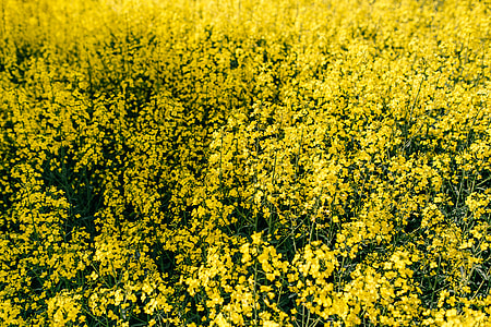 Rape field on a sunny day thumbnail