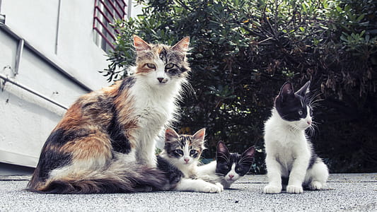 White and Black Long Fur Cat thumbnail