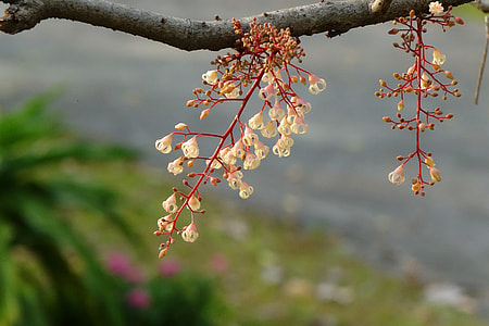 Frequency Po Flowers, Fruit Tree thumbnail