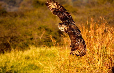 brown owl soaring near brown grasses during golden hour thumbnail