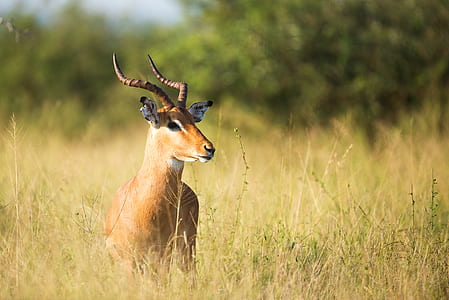 brown antelope on green grass field during day time thumbnail