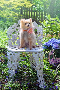 medium-coated tan puppy sitting on white chair thumbnail