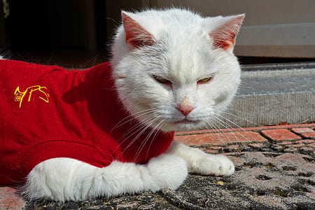 short-fur white cat wearing red shirt lying on black and gray area rug thumbnail