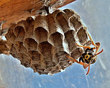 yellow jacket wasp on hive closeup photography thumbnail