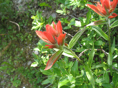 Indian Paintbrush, Castilleja Miniata thumbnail
