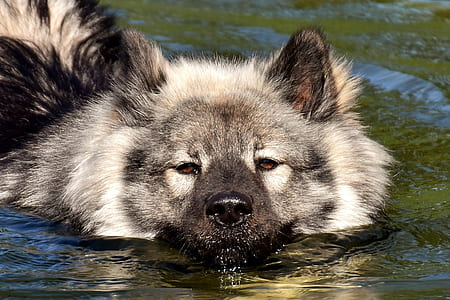 gray wolf on body of water thumbnail