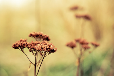 brown petaled flowers thumbnail