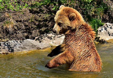 grizzly bear on body of water thumbnail