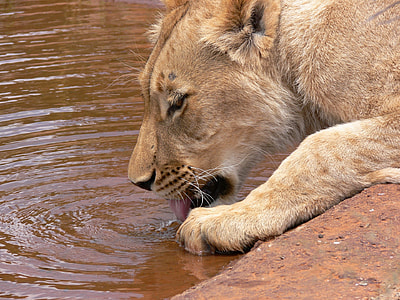 lion drinking water from body of water thumbnail